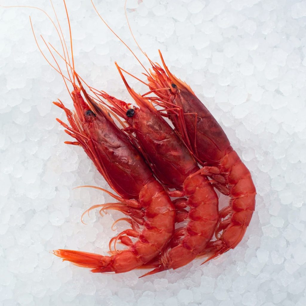 lepore mare